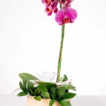 Los Olivos 15.-Orquidea
